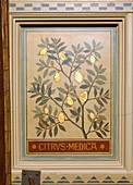 Lemon (Citrus medica),decorative panel