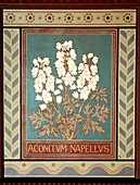 Monkshood (Aconitum napellus)