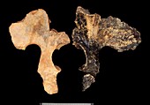 Homo sp. pelvis comparison