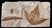 Fossil maple leaf