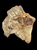 Fossil maidenhair tree leaf