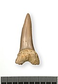 Shark's tooth fossil