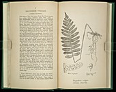 Fern (Polypodium vulgare),artwork