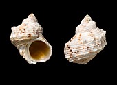 Turban shells