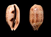 Hundred-eyed cowrie shells