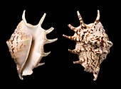 Common spider conch shells