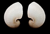 Brown paper nautilus shells