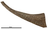 Woolly rhinoceros horn fossil