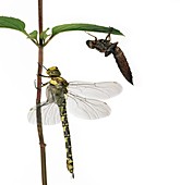 Dragonfly and larva