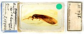 Prehistoric insect in amber