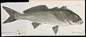 Black jewfish,19th century artwork