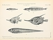 Terra Nova fish report,artwork