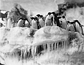 Adelie penguins