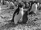 Adelie penguins