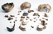 Gough's Cave craniums and bones