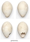 Emperor penguin eggs