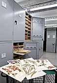 General Herbarium,Darwin Centre,UK