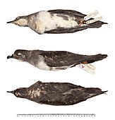 Herald petrel