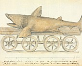 Basking shark,19th century artwork