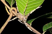 Huntsman spider,Borneo