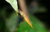 Dragonfly,Borneo