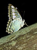 Clipper butterfly,Borneo