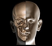Human head,3D CT scan