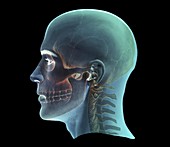 Human head,3D CT scan