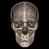 Human head,MRI and 3D CT scans