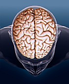 Human brain,MRI scan