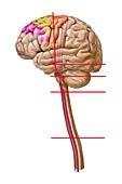 Brain motor cortex pathways,artwork