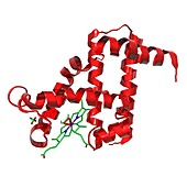 Myoglobin protein,molecular model
