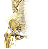 Right hip and nerve plexus,artwork