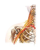 Right shoulder and nerve plexus,artwork