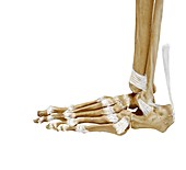 Foot bones and ligaments,artwork