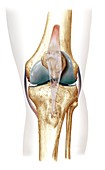 Knee bones and ligaments,artwork