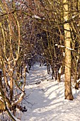 Woodland path in snow