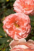 Rose (Rosa 'Bridal Pink')