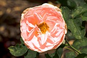 Rose (Rosa 'Pink Chiffon')