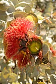Eucalyptus macrocarpa subsp elacantha