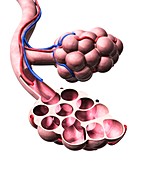 Lung alveoli anatomy,artwork