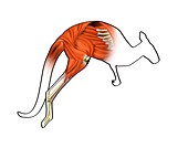 Kangaroo muscle structure,artwork