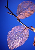 Beech leaf (Fagus sylvatica)