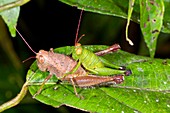 Tropical grasshoppers mating