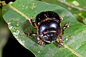 Tropical scarab beetle