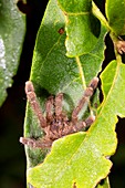 Tarantula with its nest