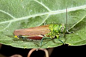 Tropical grasshopper in a rainforest