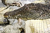 Crocodile taxidermy
