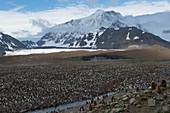 King penguin colony,South Georgia