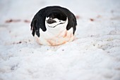 Chinstrap penguin resting